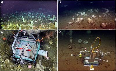 A Microbial Nitrogen Engine Modulated by Bacteriosyncytia in Hexactinellid Sponges: Ecological Implications for Deep-Sea Communities